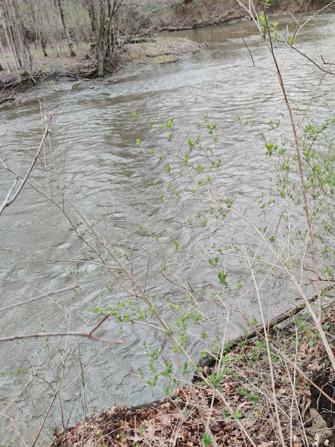 A stream with a high water level with no visible Aquametric sensor